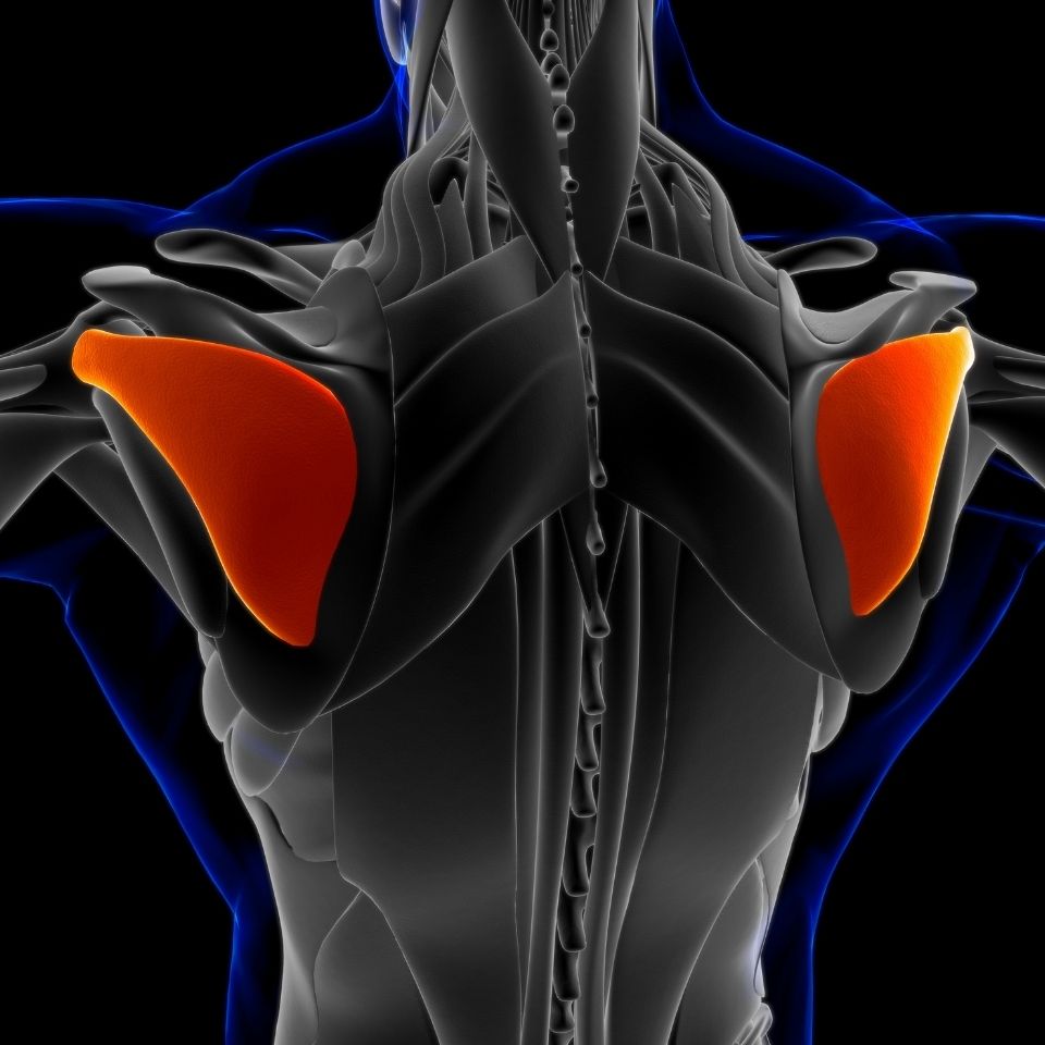Rotator Cuff Muscles