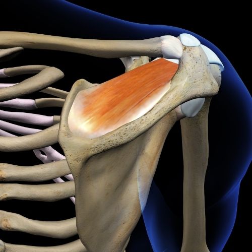 Supraspinatus