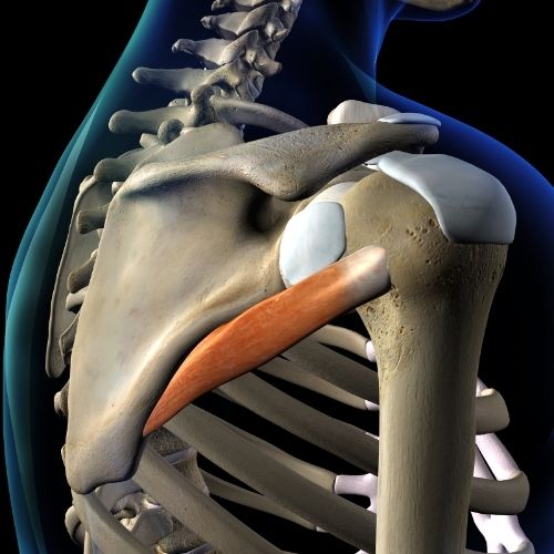 Teres Minor