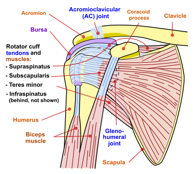 Shoulder-Impingement-A-Quick-Summary